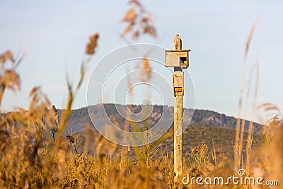 Birdhouse in a post, in the wetlands natural park La Marjal in Pego and Oliva Stock Photo