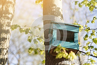 Birdhouse on a tree. A blue birdhouse is hung on a birch Stock Photo