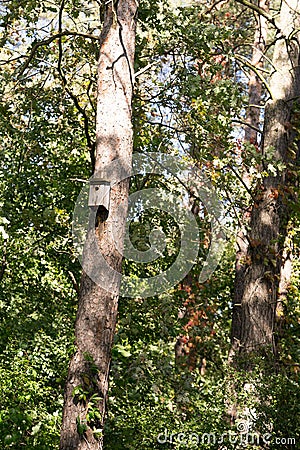 Birdhouse on a tree in the forest. Stock Photo