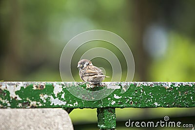 Bird. Animal. Passeriformes. House sparrow. Vertebrata. Migratory. Wild. Stock Photo