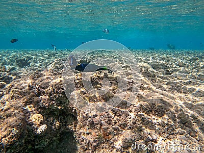 Birdmouth wrasse (Gomphosus Caeruleus) at coral reef Stock Photo