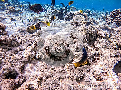 Birdmouth wrasse (Gomphosus Caeruleus) at coral reef Stock Photo