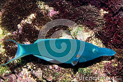 Birdmouth Wrasse (Gomphosus varius) Stock Photo