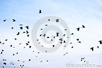 Birds Stock Photo