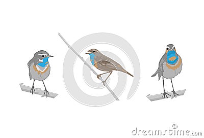 Birds Vector Illustration