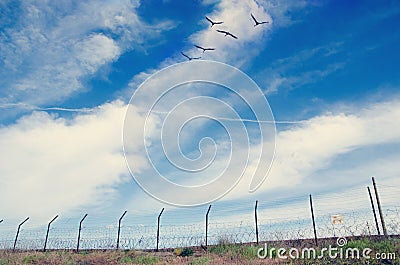 Birds above the restricted area Stock Photo