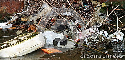 Birds adapting to the pollution Stock Photo