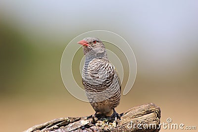 Birds of Africa 2 - Melba Finch Stock Photo