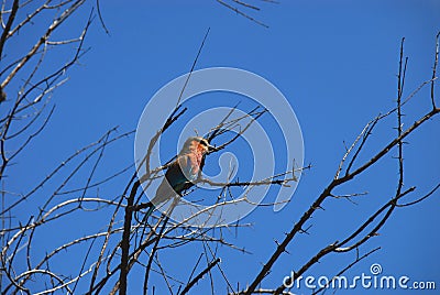 BIRDS- Africa- A Beautifully Colorful Wild Lilac-Breasted Roller Stock Photo