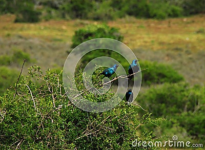 BIRDS- Africa- Three Beautiful Cape Glossy Starlings Stock Photo