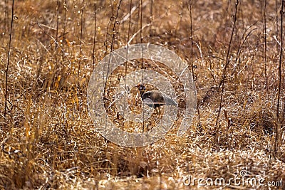 Birds in the african bushveld between the tall grass Stock Photo