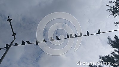 Birds on a wire Stock Photo