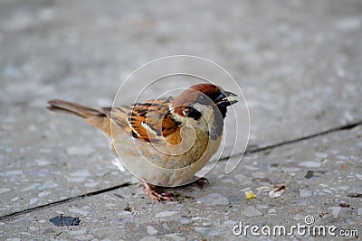 Different birds Altaya Stock Photo