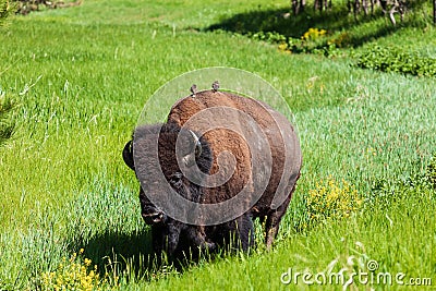 Birds on an American Bison in Custer State Park Stock Photo