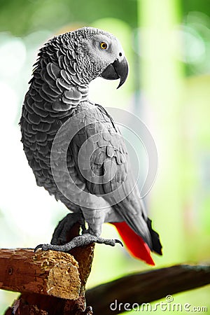 Birds, Animals. African Grey Parrot, Jako. Travel, Tourism. Thai Stock Photo