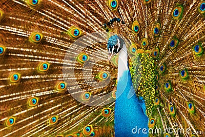 Birds, Animals. Peacock With Expanded Feathers. Thailand, Asia. Stock Photo