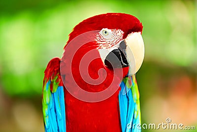 Birds, Animals. Red Scarlet Macaw Parrot. Travel, Tourism. Thailand, Asia. Stock Photo