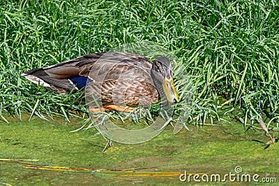 Birds and animals in wildlife. Mallard Duck, Anas platyrhynchos Stock Photo