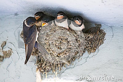 Birds and animals in wildlife. The swallow feeds the baby birds Stock Photo