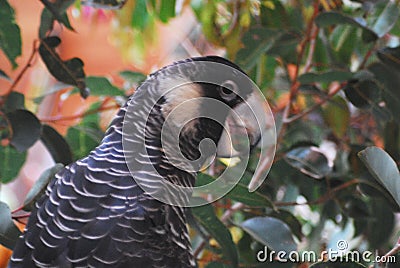 BIRDS- Australia- Extreme Close Up of a Black Cockatoo Stock Photo