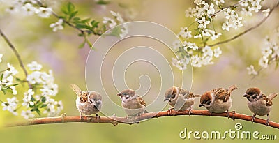 Birds and baby sparrows they sit in spring sunny bloom on the branches of cherry trees with white flowers Stock Photo