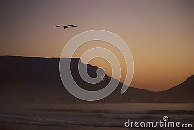 Birds banking against a cross wind Stock Photo