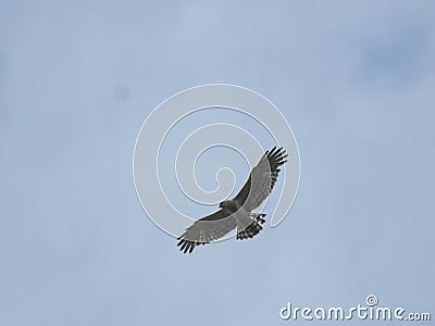 Birds ,beauty in nature ,bird life ,frigate birds ,space beauty Stock Photo