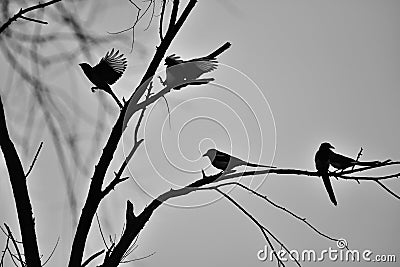Birds on a branch Stock Photo
