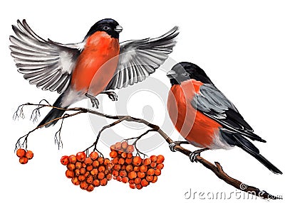 Birds bullfinches on a branch of ashberry, art illustration painted with watercolors isolated on white background Cartoon Illustration