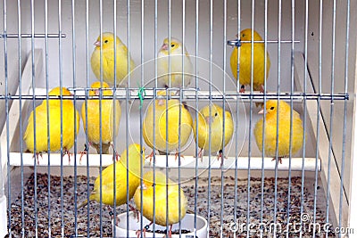 Birds in cage Stock Photo