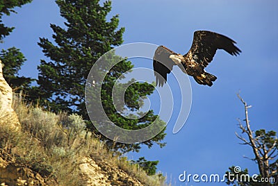 BIRDS- Canada- Close Up of a Wild Young Bald Eagle in Flight Stock Photo