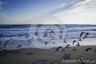 Birds at Canaveral National Seashore Stock Photo