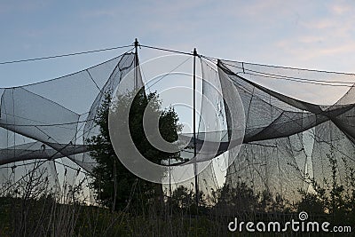 Birds catching nets, early morning. Stock Photo