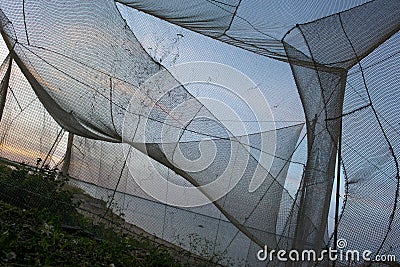 Birds catching nets, early morning. Stock Photo