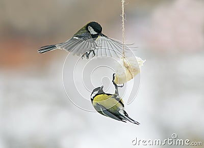 Birds chickadees landed on the feeder for the bacon and fight Stock Photo