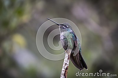 Birds of Costa Rica Green crowned brilliant Heliodoxa jacula. Stock Photo