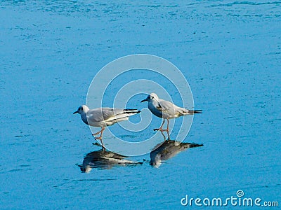 Birds couple ice water sky blue Stock Photo