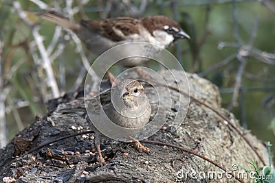 birds couple sparrows resting on a wood Stock Photo