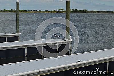Birds on the dock of the ICW Stock Photo