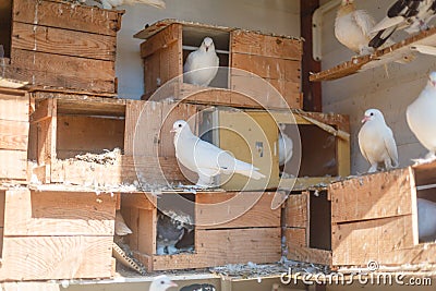 Birds, doves in the dovecote Stock Photo