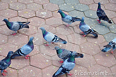 Birds , doves, pigeons Stock Photo