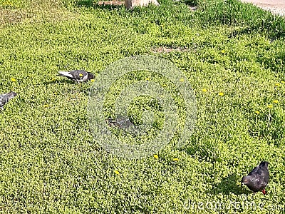 Birds doves walk on the green grass. Spring landscape. Beautiful photo Vector Illustration