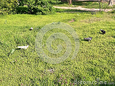 Birds doves walk on the green grass. Spring landscape. Beautiful photo Stock Photo