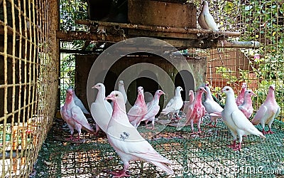 Birds doves white animals philippines cute pink Stock Photo