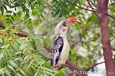 Birds of East Africa Stock Photo