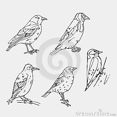 Birds engraved style. Stamp, seal. Simple sketch. Vector Illustration