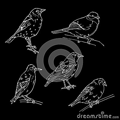 Birds engraved style. Stamp, seal. Simple sketch. Vector Illustration