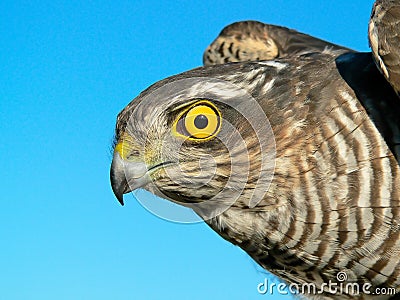 Birds of Europe and World - Sparrow-hawk Stock Photo