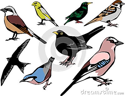 Birds Vector Illustration