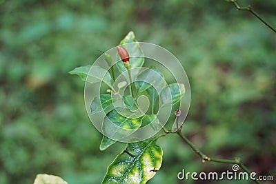 Birds eye chilli plant in the garden Stock Photo